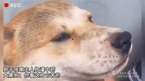 狗子黑料爆料视频下载,视频爆料背后的真相与争议  第3张